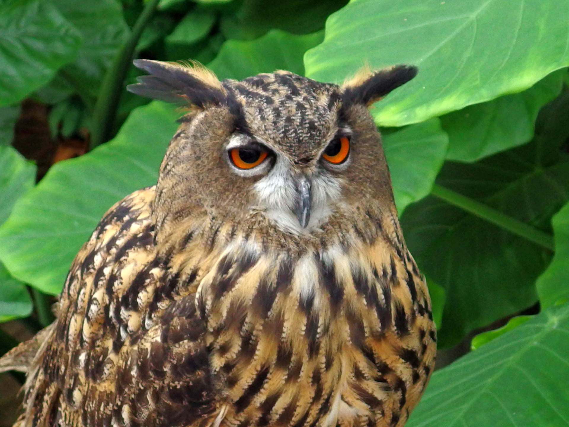 動物 鳥 ペンギン ユーラシアワシミミズク 壁紙19x1440 壁紙館