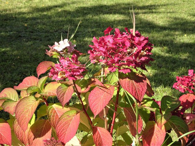 紅葉の紫陽花