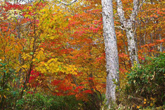 尾瀬の入口 鳩待峠の紅葉