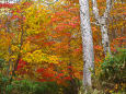 尾瀬の入口 鳩待峠の紅葉