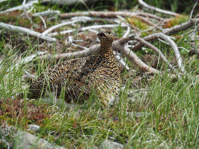 白馬乗鞍岳のママ雷鳥3