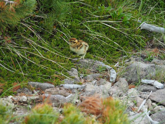 白馬乗鞍岳のチビ雷鳥