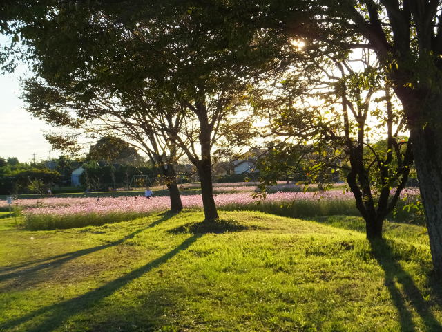 夕日の公園で