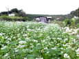 蕎麦の花が咲く頃