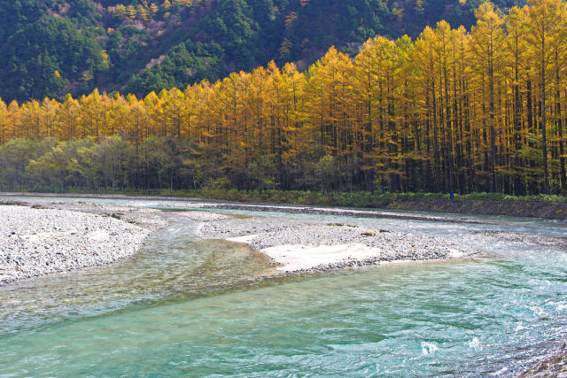 梓川とカラマツ林の黄葉