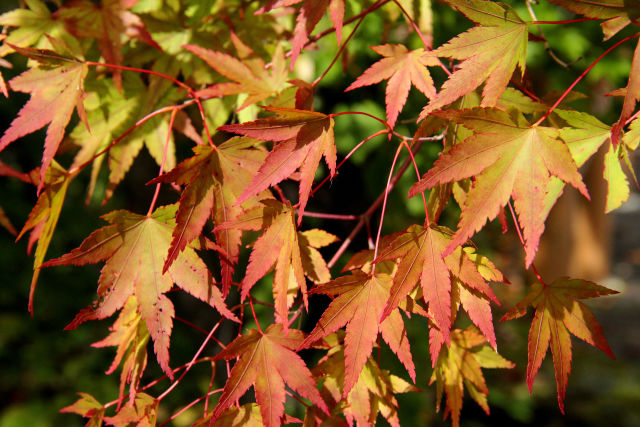 平湯の紅葉・#1