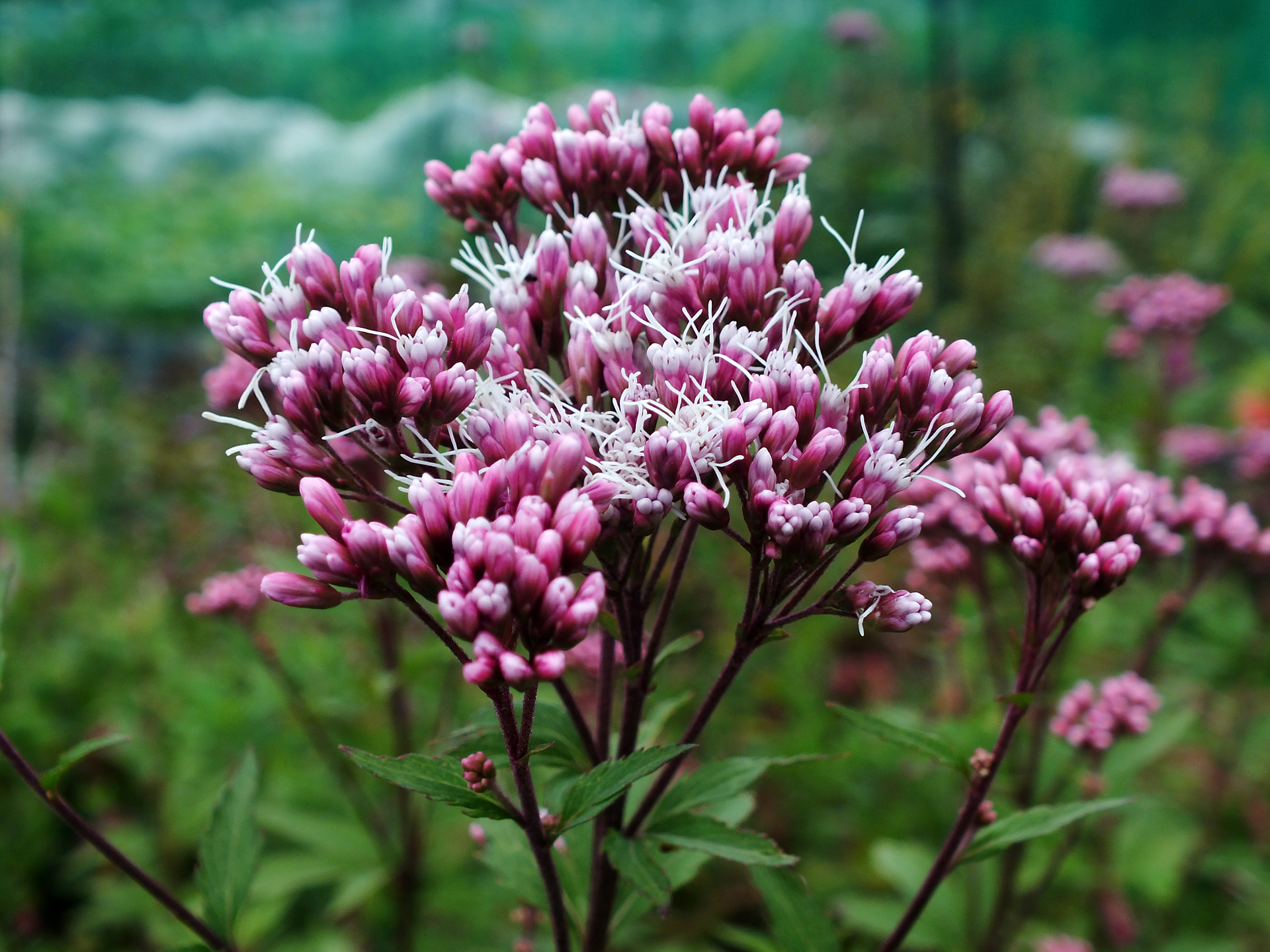 花 植物 フジバカマ 壁紙19x1440 壁紙館