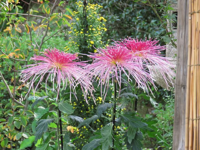 菊花展の季節