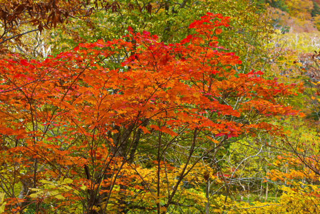 尾瀬 木道沿いの紅葉