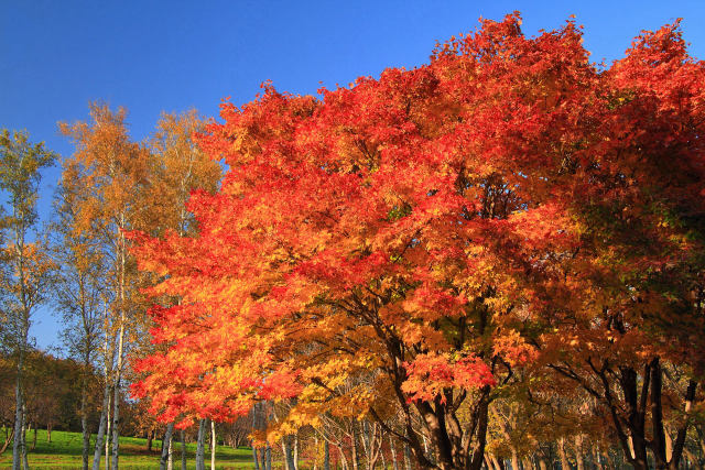 札幌の紅葉 1