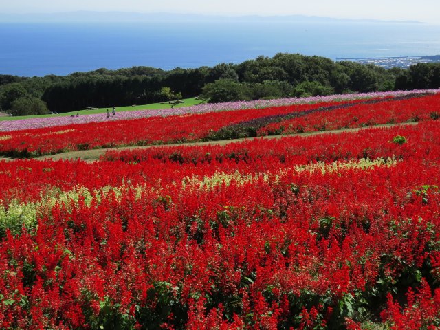 秋の盛りに・サルビアと海