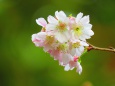 十月桜も見頃に