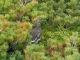 白馬乗鞍岳の雄雷鳥