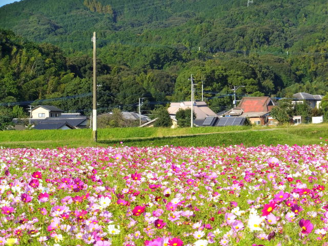 みなみの里にコスモス咲いて