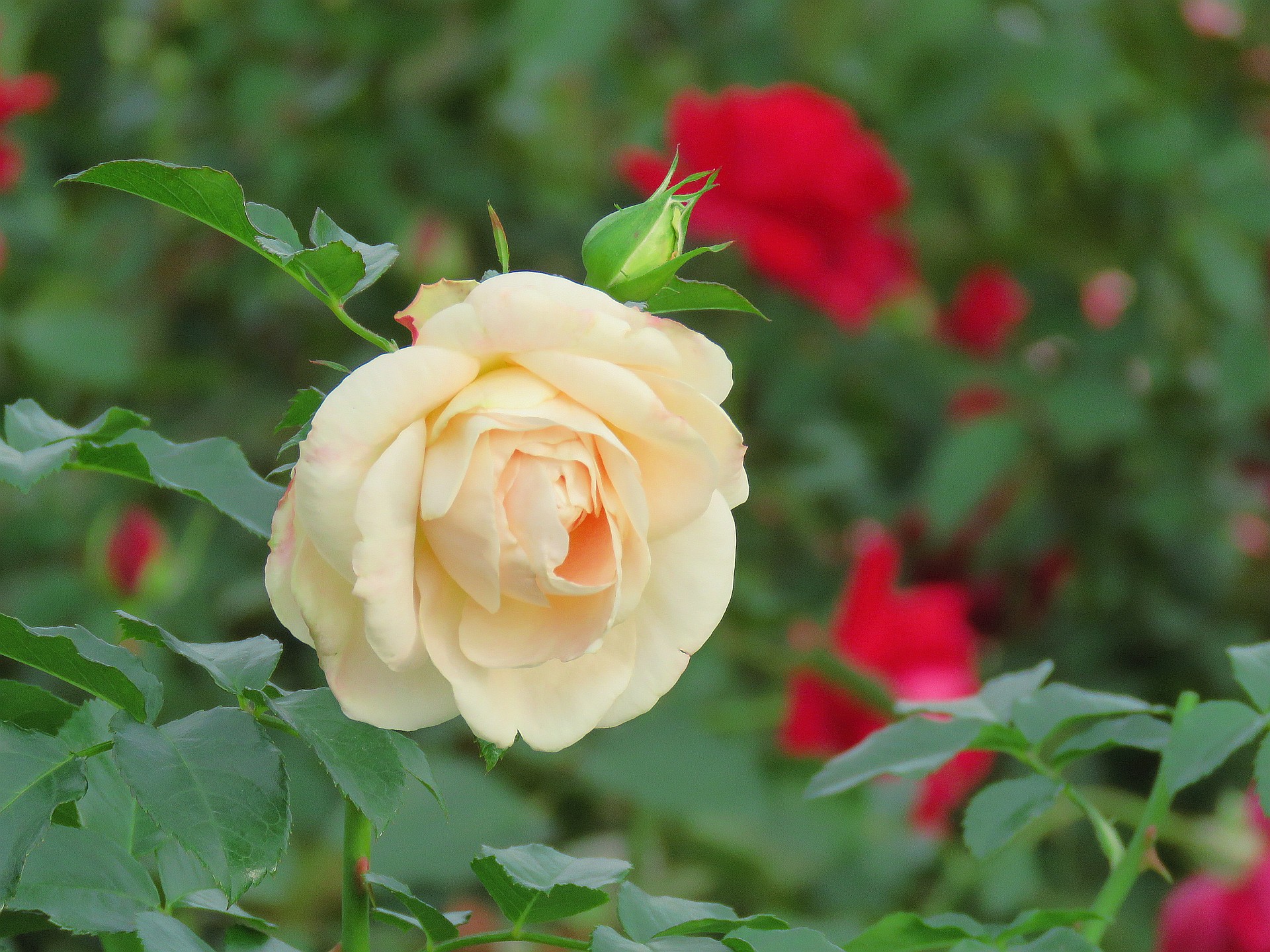 花 植物 秋の薔薇マリーアントワネット 壁紙19x1440 壁紙館