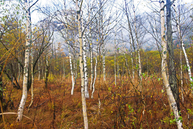 草紅葉と白樺林