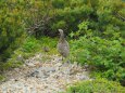 雷鳥坂のママ雷鳥