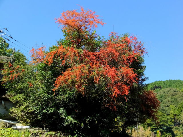 旅の途中山越えの道で