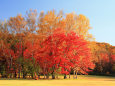 札幌の紅葉 6