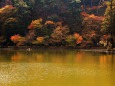 臥竜公園の紅葉