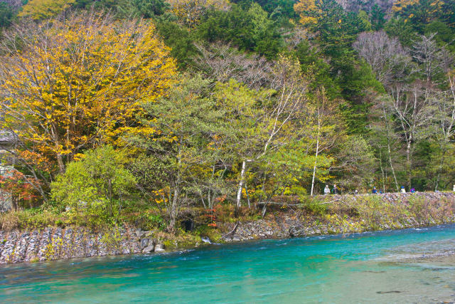 梓川沿いの黄葉