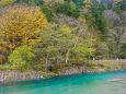 梓川沿いの黄葉