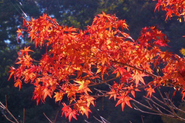 温泉地の紅葉