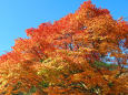 秋-色づく楓
