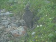 白馬岳の雄雷鳥