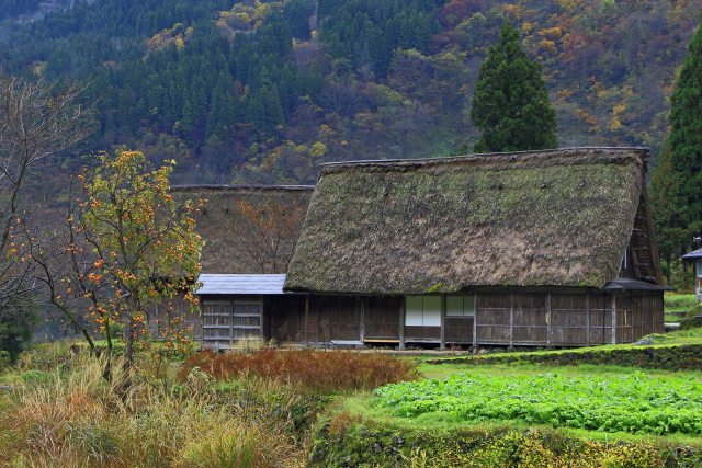 柿の木のある風景