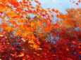 落葉散る池に映る紅葉