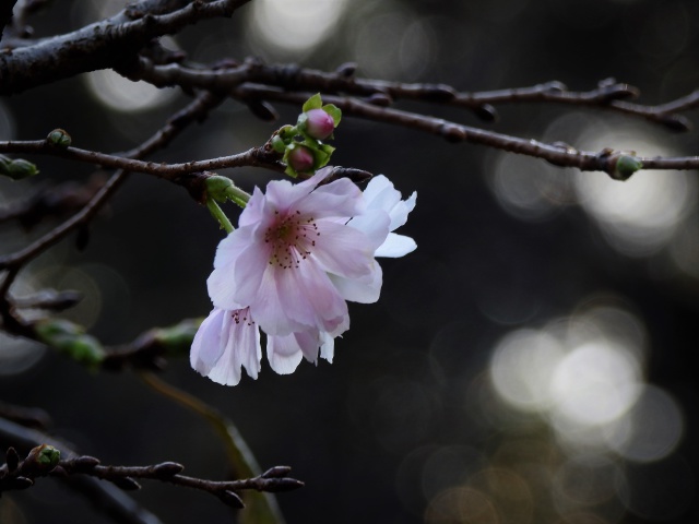 十月桜