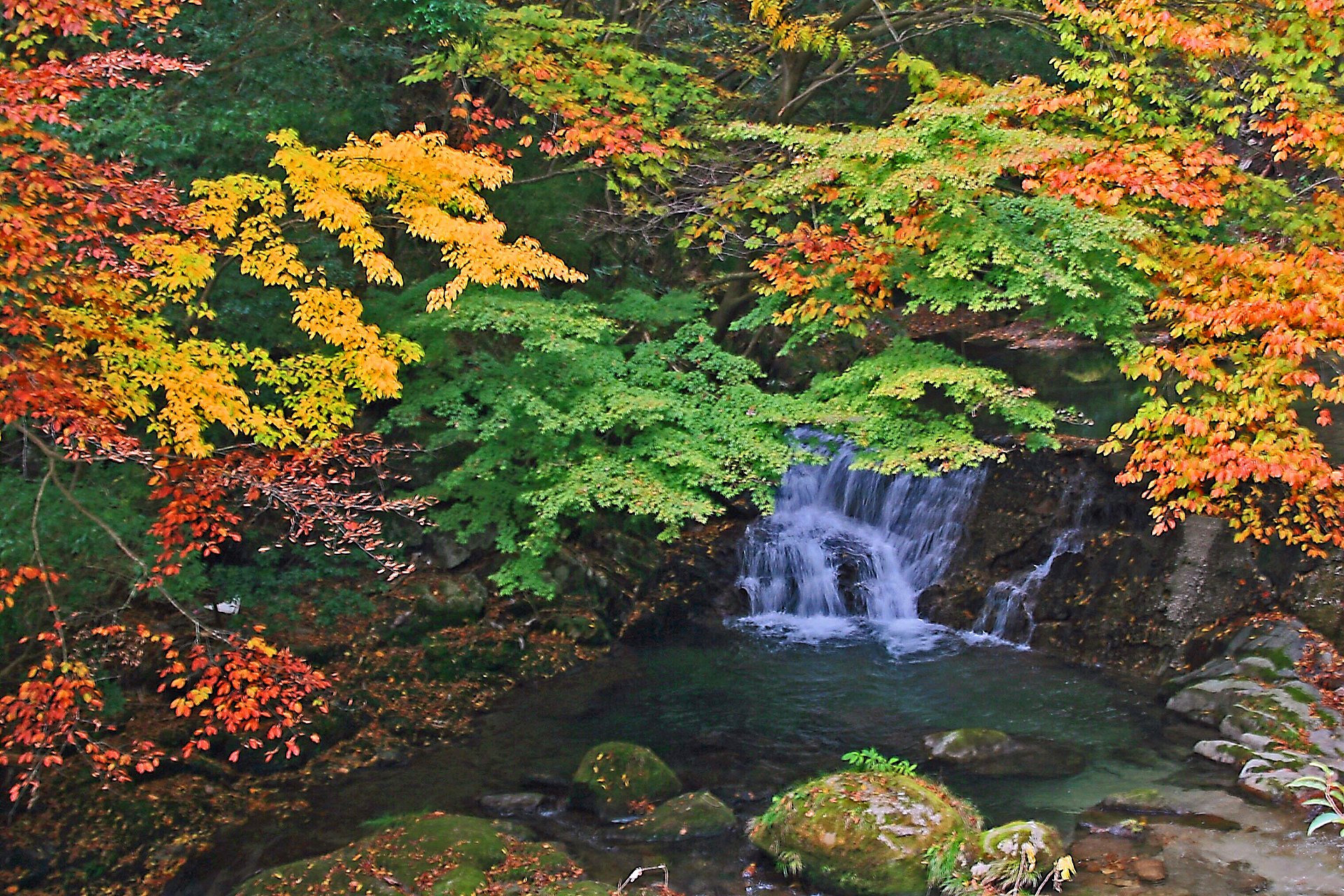 日本の風景 花園渓谷 壁紙19x1280 壁紙館