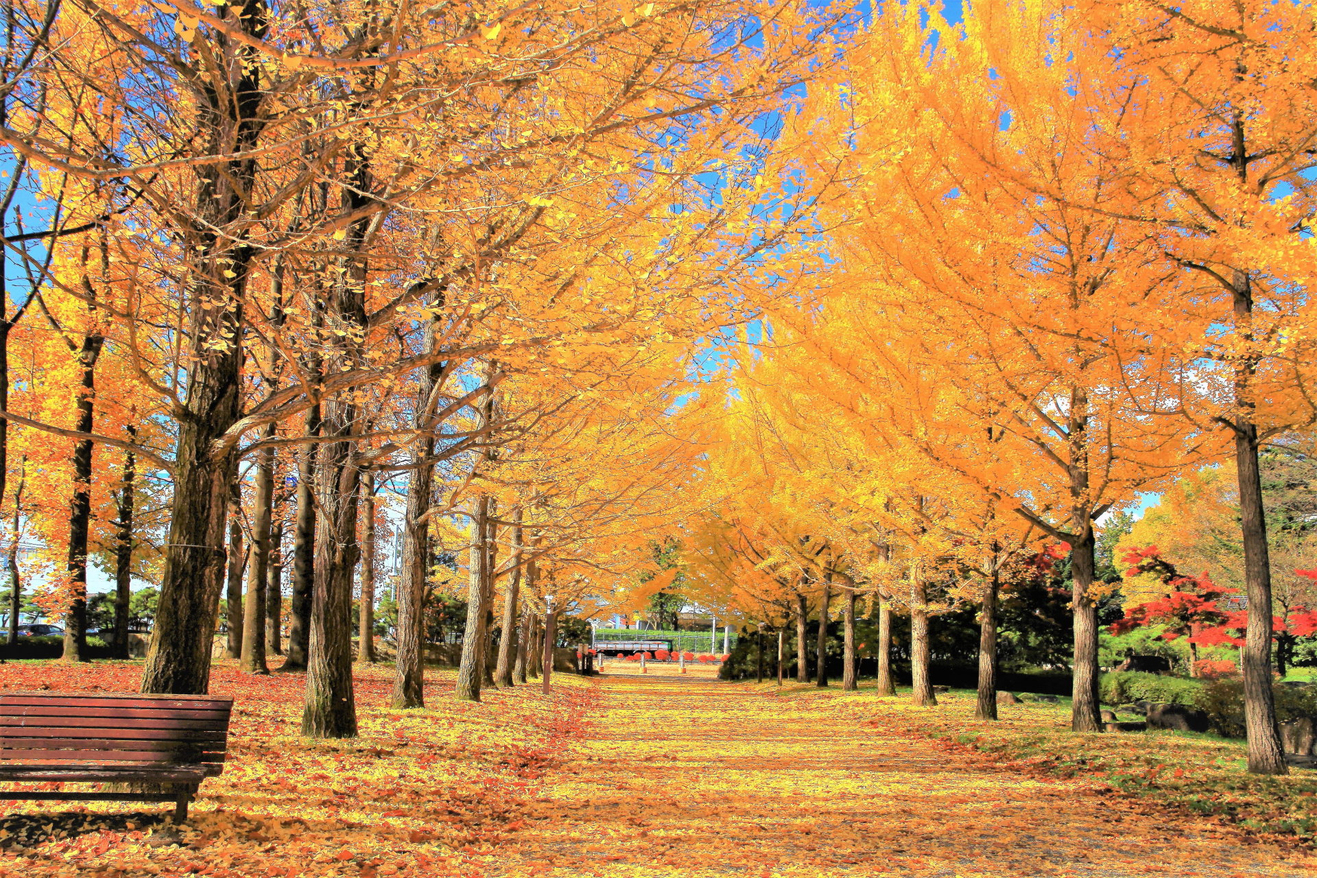 日本の風景 秋のイチョウ並木 壁紙19x1280 壁紙館