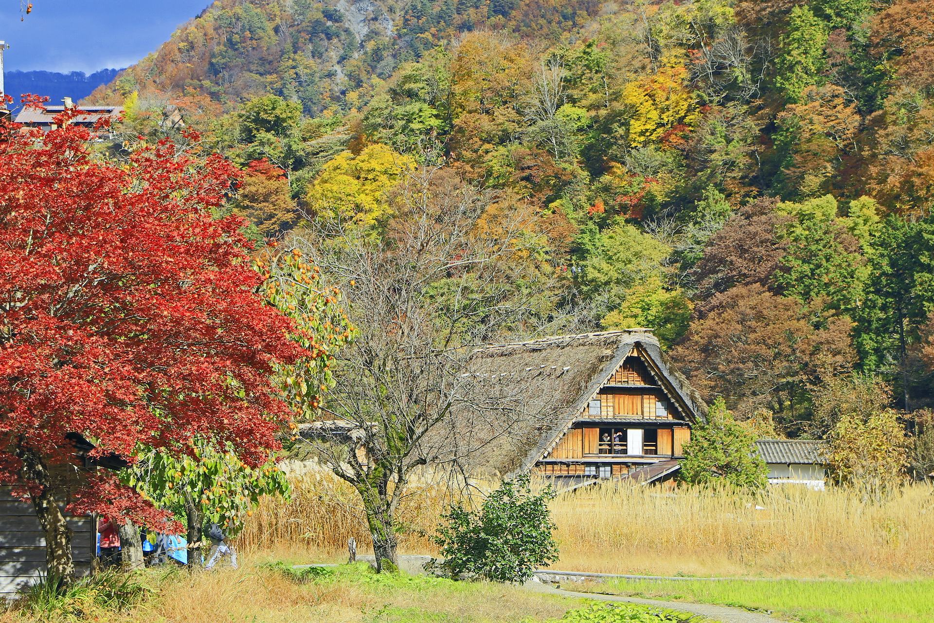 日本の風景 秋の白川郷 壁紙19x1280 壁紙館