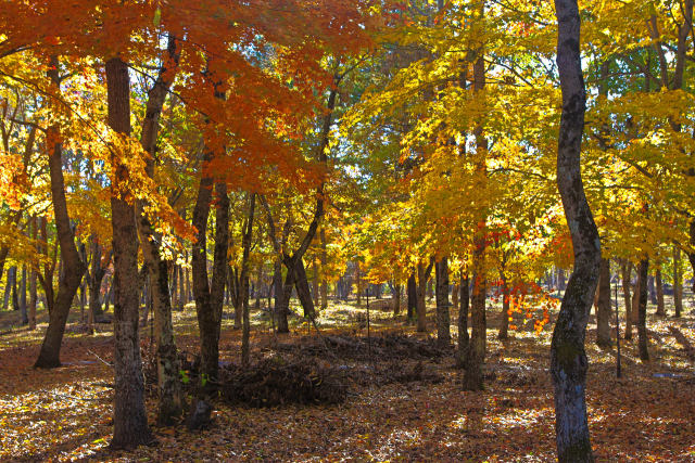 富士散策公園の紅葉