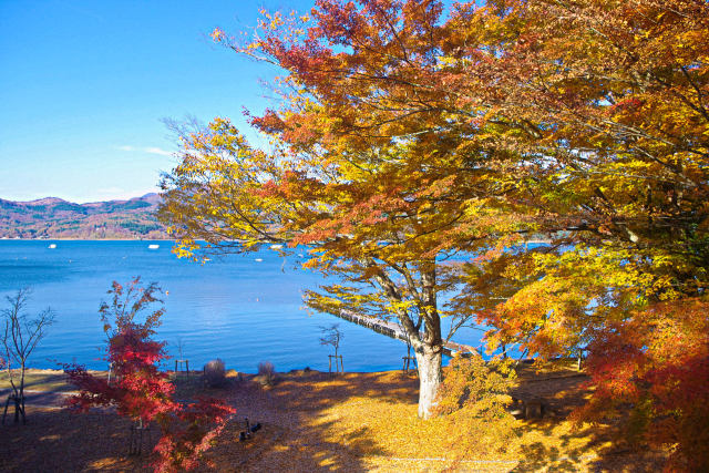 山中湖 湖畔の紅葉