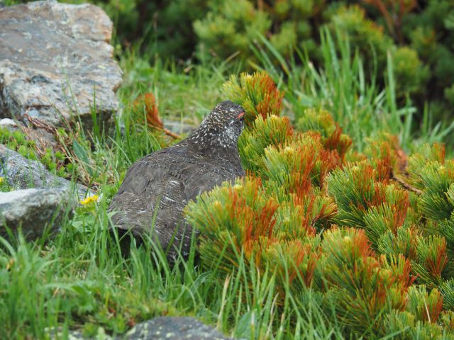 白馬岳の雄雷鳥2