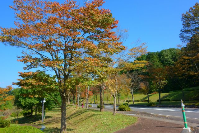 ふくい健康の森に色づく街路樹#1