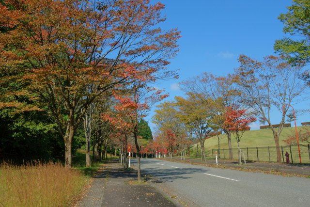 ふくい健康の森に色づく街路樹#2