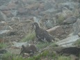 小蓮華山の雄雷鳥