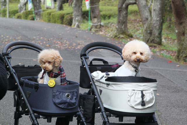 楽ちんそうな犬