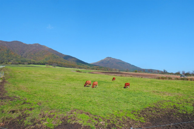 蒜山高原-秋の牧場2