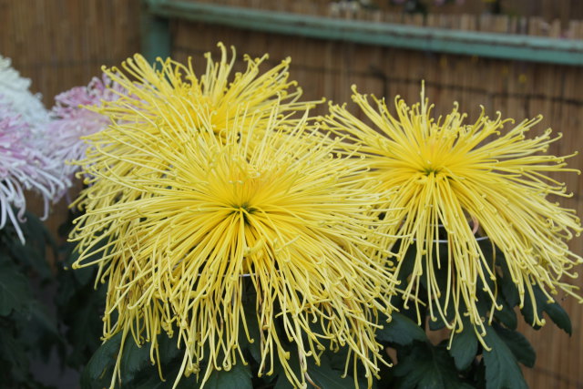 花火のような菊