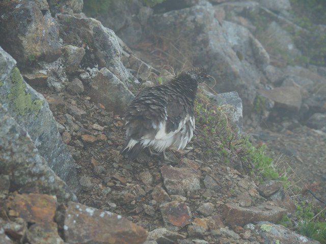 小蓮華山の雄雷鳥2