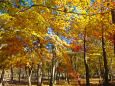 富士散策公園の紅葉