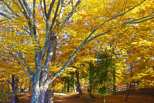 山中湖 湖畔の紅葉