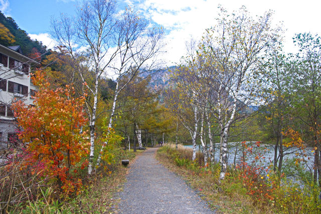 上高地 紅葉と白樺の散策路