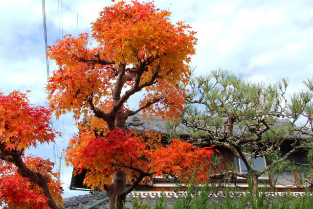 南山城・民家の紅葉