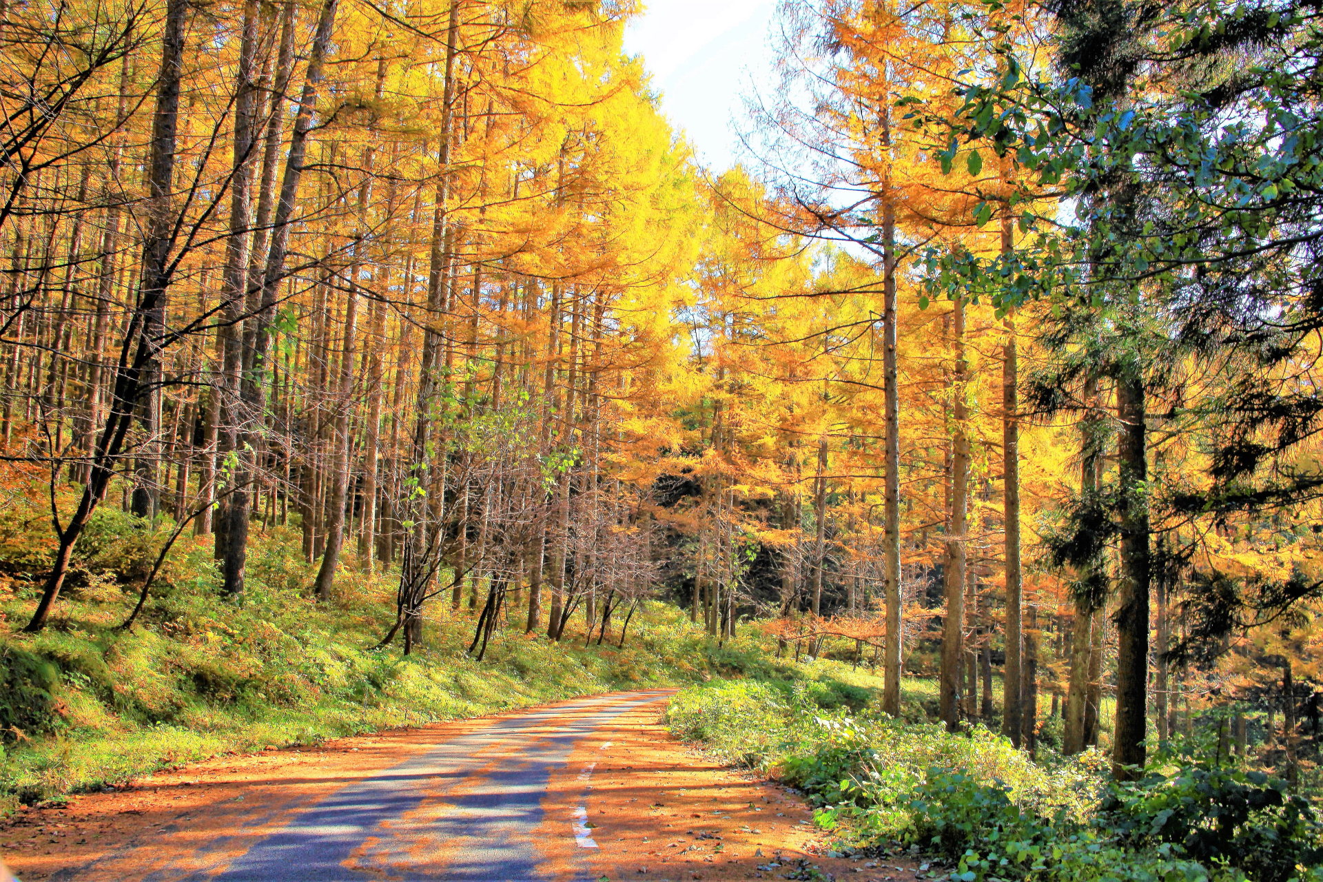 日本の風景 秋の山道 壁紙19x1280 壁紙館